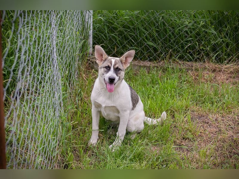 Welpe TOMMI - wenn ich groß bin möchte ich ein richtiger Familienhund sein!!!