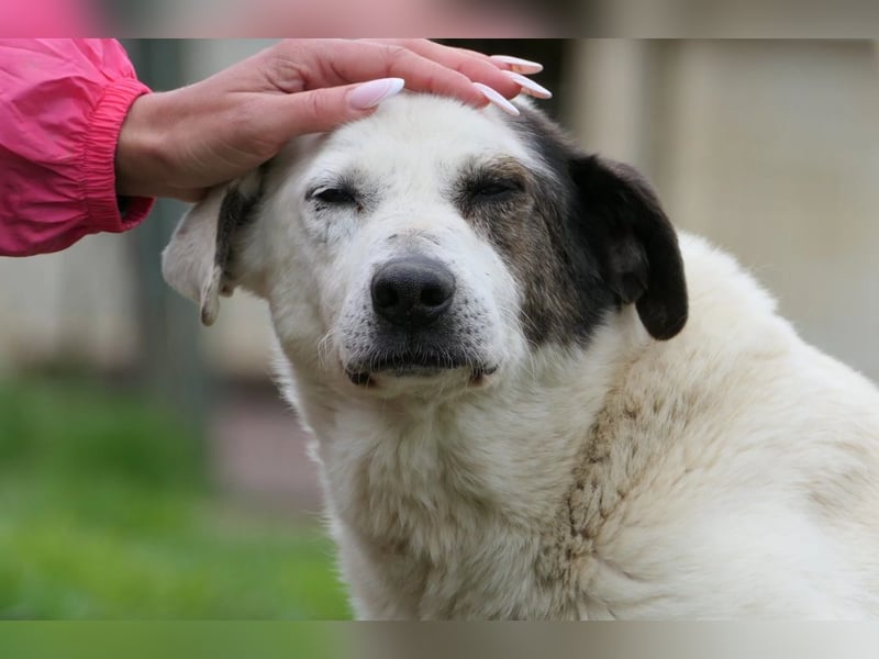Senior Liko möchte endlich gesehen werden