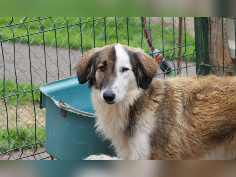 Junghund Phineus auf der Suche nach dem Glück