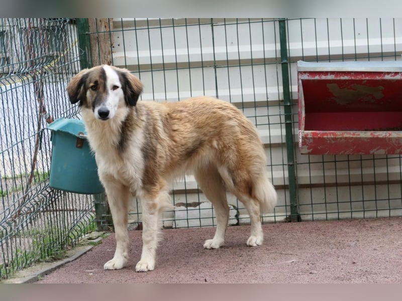 Junghund Phineus auf der Suche nach dem Glück