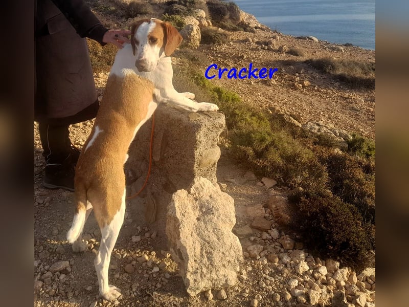 Cracker 10/2021 (in Deutschland) - verschmuster und treuer Rüde!