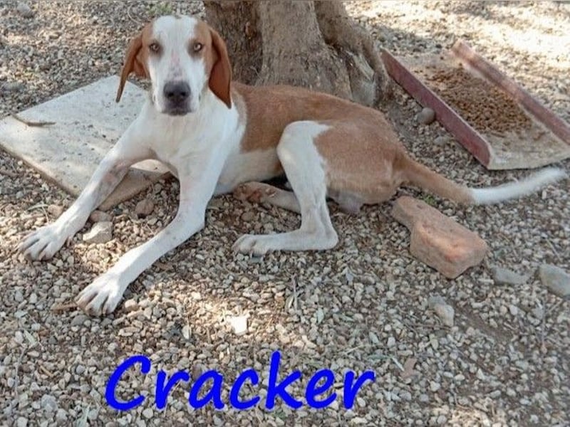 Cracker 10/2021 (in Deutschland) - verschmuster und treuer Rüde!