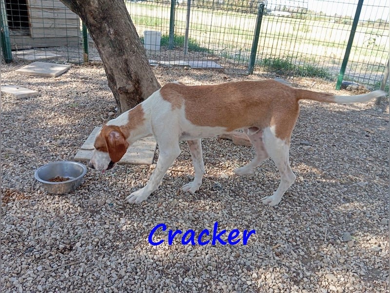 Cracker 10/2021 (in Deutschland) - verschmuster und treuer Rüde!