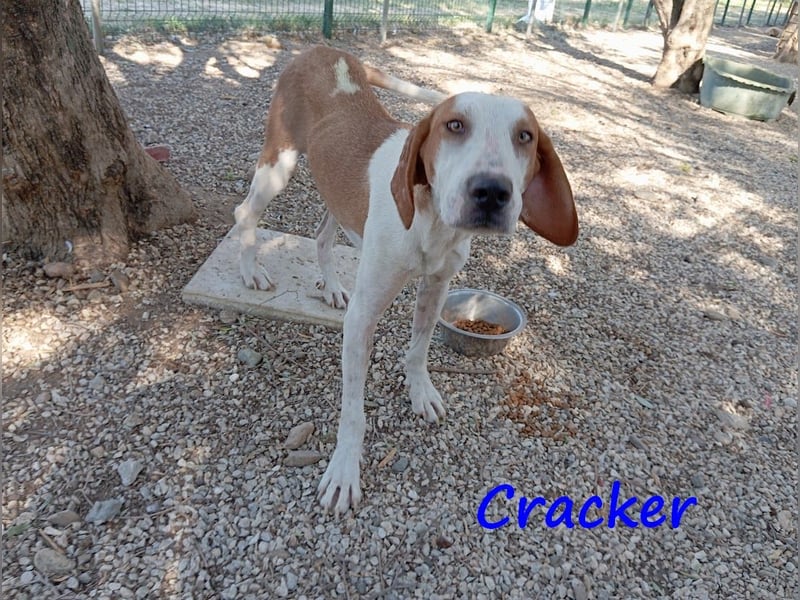 Cracker 10/2021 (in Deutschland) - verschmuster und treuer Rüde!