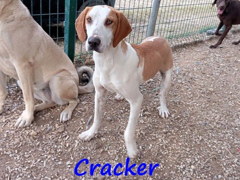 Cracker 10/2021 (in Deutschland) - verschmuster und treuer Rüde!