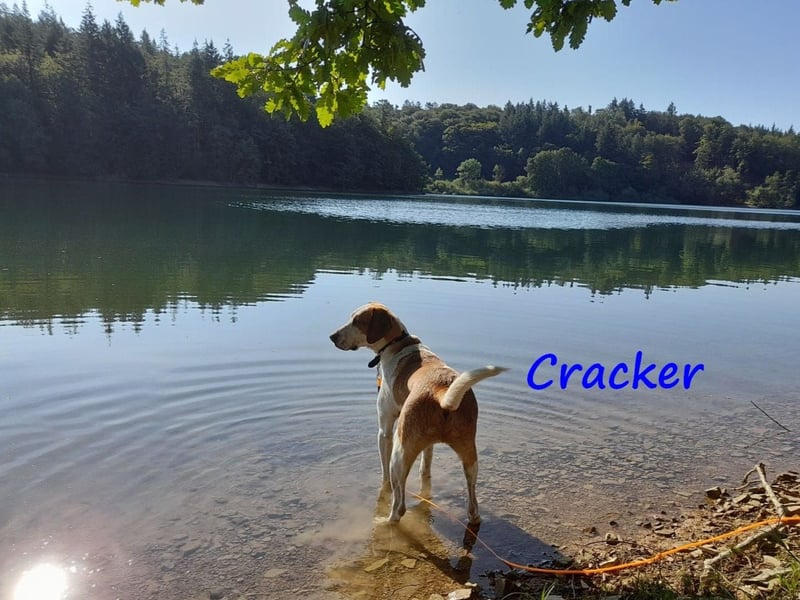 Cracker 10/2021 (in Deutschland) - verschmuster und treuer Rüde!