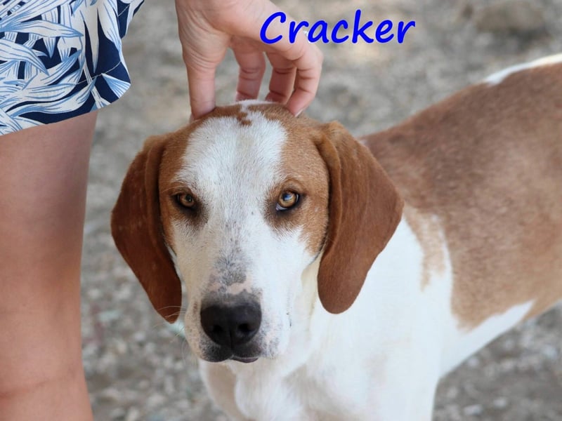 Cracker 10/2021 (in Deutschland) - verschmuster und treuer Rüde!