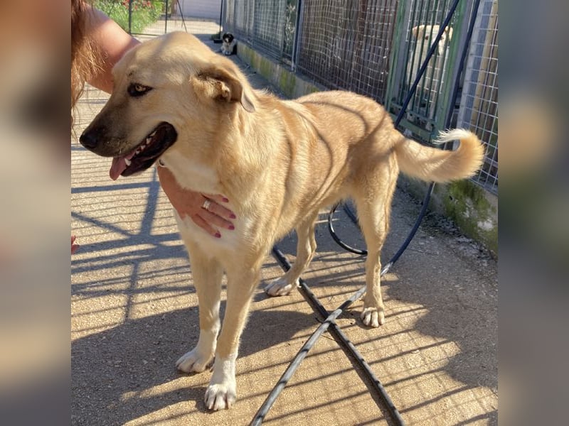 Maximo sucht ein Zuhause