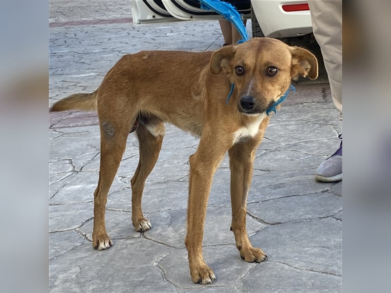 Tazz sucht ein Zuhause