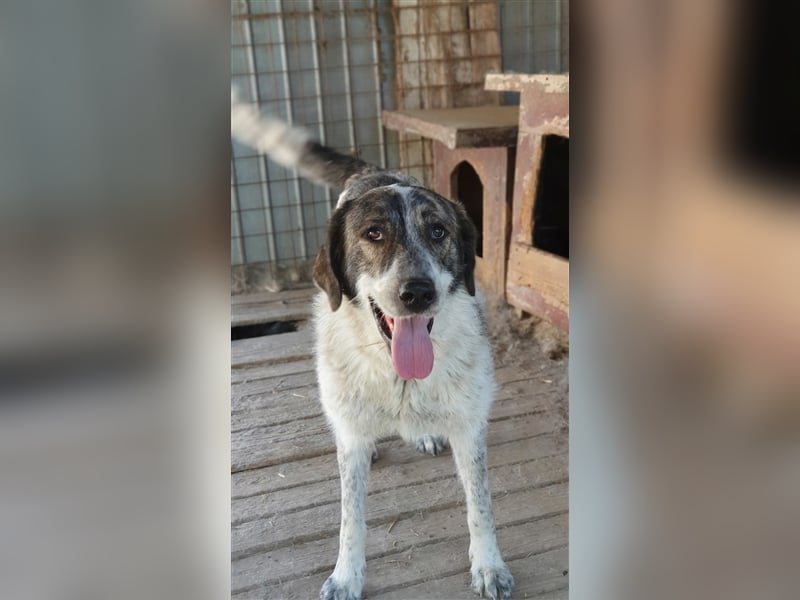 Humphrey  (Santuhalm-Shelter Rumänien)
