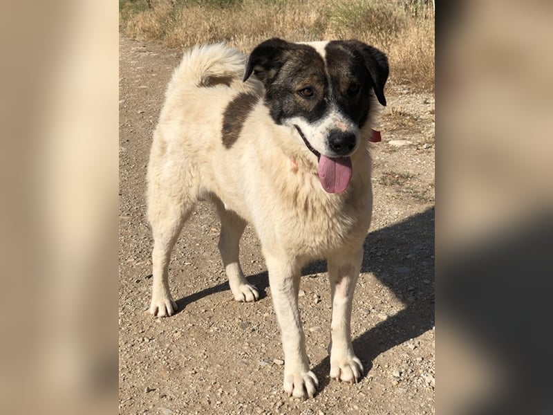 Dakis, geb. ca. 02/2018, lebt in GRIECHENLAND, auf einem Gelände, auf dem die Hunde notdürftig verso