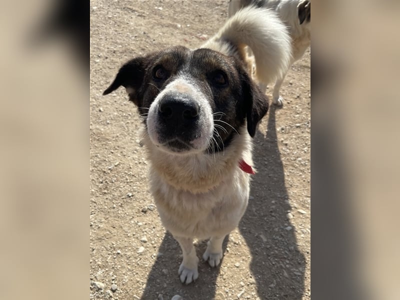 Dakis, geb. ca. 02/2018, lebt in GRIECHENLAND, auf einem Gelände, auf dem die Hunde notdürftig verso