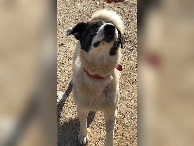 Dakis, geb. ca. 02/2018, lebt in GRIECHENLAND, auf einem Gelände, auf dem die Hunde notdürftig verso