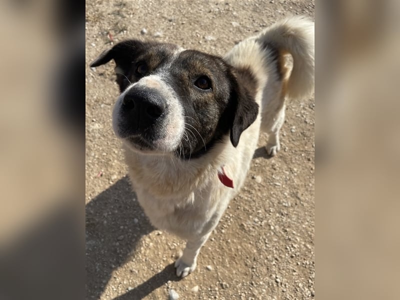 Dakis, geb. ca. 02/2018, lebt in GRIECHENLAND, auf einem Gelände, auf dem die Hunde notdürftig verso