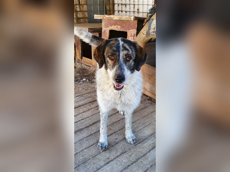 Humphrey  (Santuhalm-Shelter Rumänien)