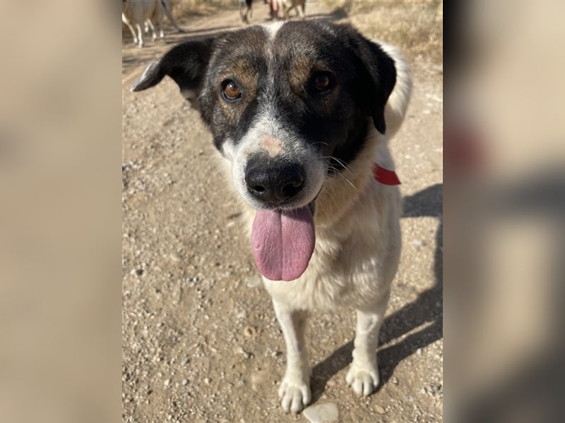 Dakis, geb. ca. 02/2018, lebt in GRIECHENLAND, auf einem Gelände, auf dem die Hunde notdürftig verso