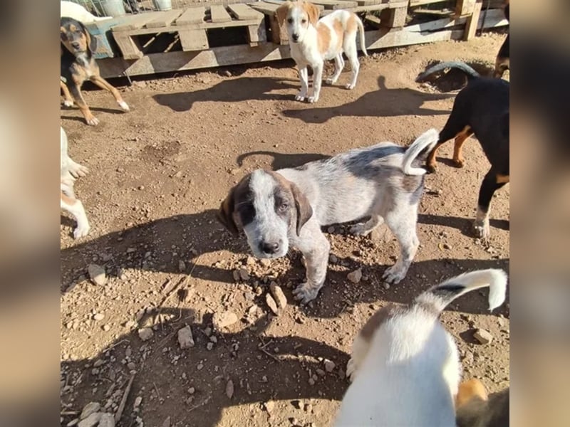 Balzac, sanfter Riese sucht tolle Familie!