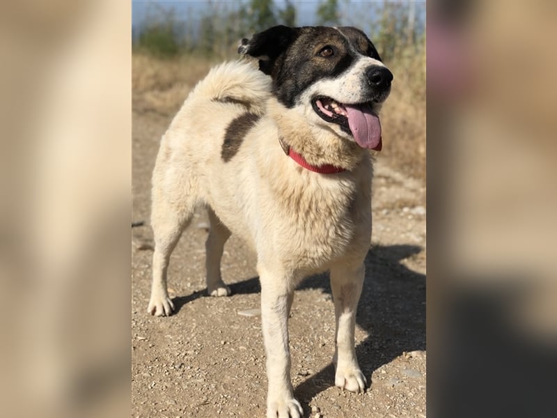Dakis, geb. ca. 02/2018, lebt in GRIECHENLAND, auf einem Gelände, auf dem die Hunde notdürftig verso