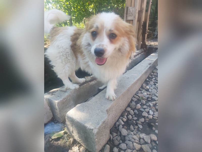 Toto  *auf Pflegestelle in 86850 Fischach*