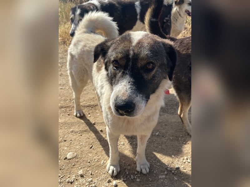 Dakis, geb. ca. 02/2018, lebt in GRIECHENLAND, auf einem Gelände, auf dem die Hunde notdürftig verso