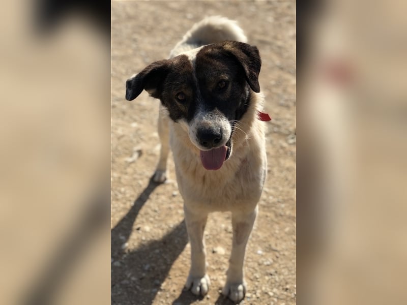 Dakis, geb. ca. 02/2018, lebt in GRIECHENLAND, auf einem Gelände, auf dem die Hunde notdürftig verso