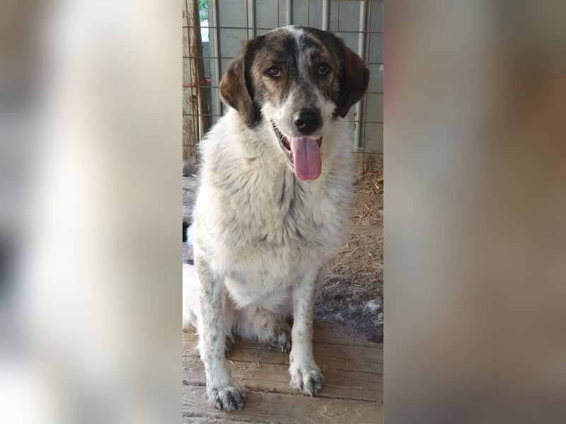 Humphrey  (Santuhalm-Shelter Rumänien)