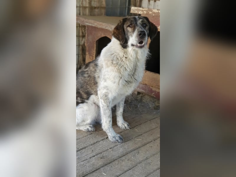 Humphrey  (Santuhalm-Shelter Rumänien)
