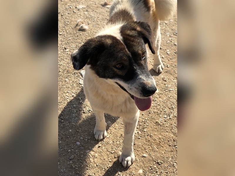 Dakis, geb. ca. 02/2018, lebt in GRIECHENLAND, auf einem Gelände, auf dem die Hunde notdürftig verso