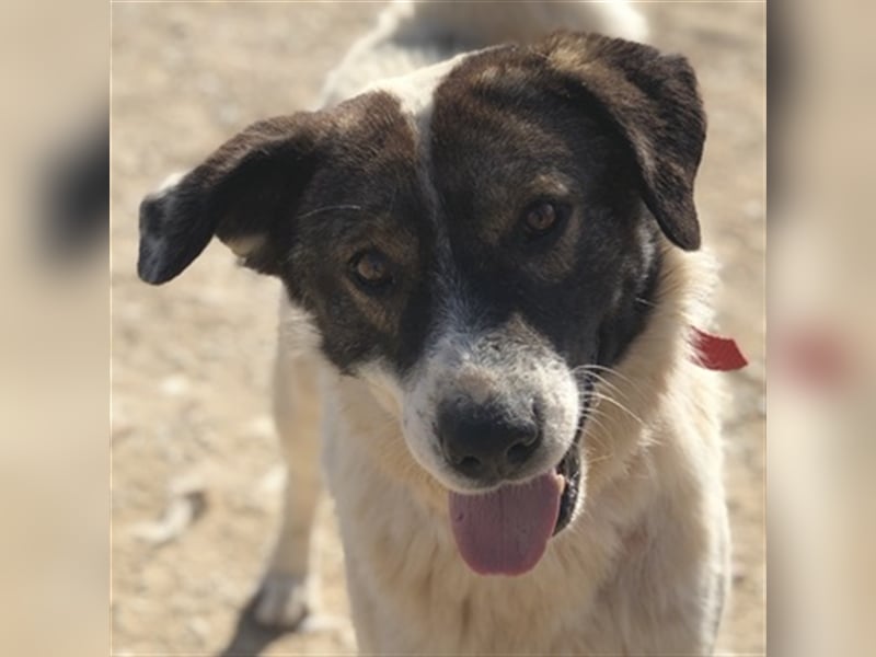 Dakis, geb. ca. 02/2018, lebt in GRIECHENLAND, auf einem Gelände, auf dem die Hunde notdürftig verso