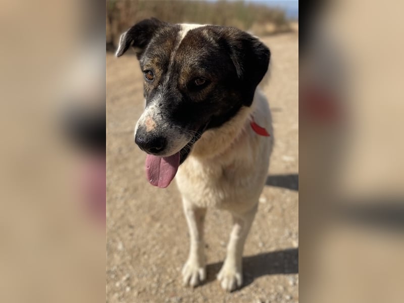 Dakis, geb. ca. 02/2018, lebt in GRIECHENLAND, auf einem Gelände, auf dem die Hunde notdürftig verso
