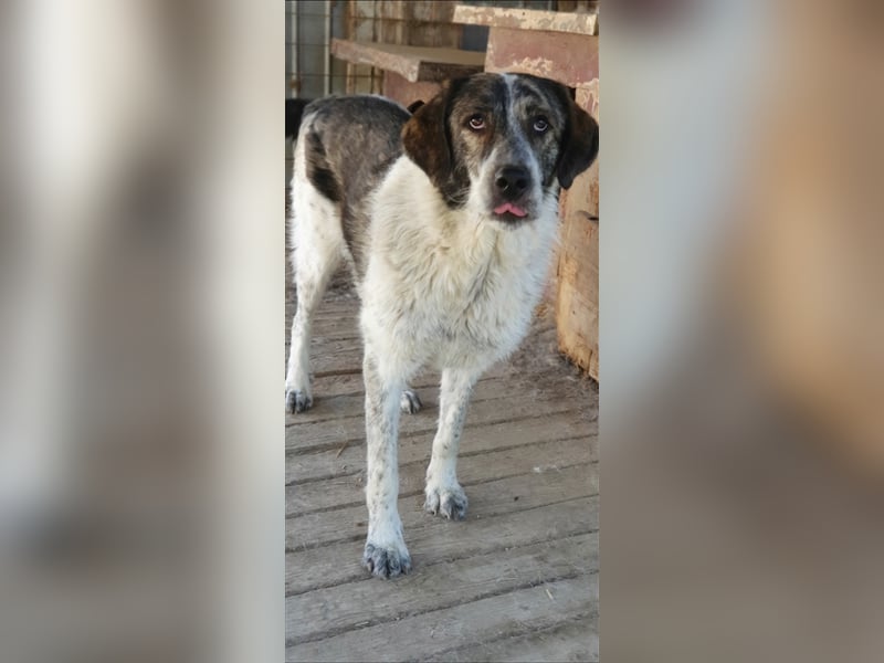 Humphrey  (Santuhalm-Shelter Rumänien)