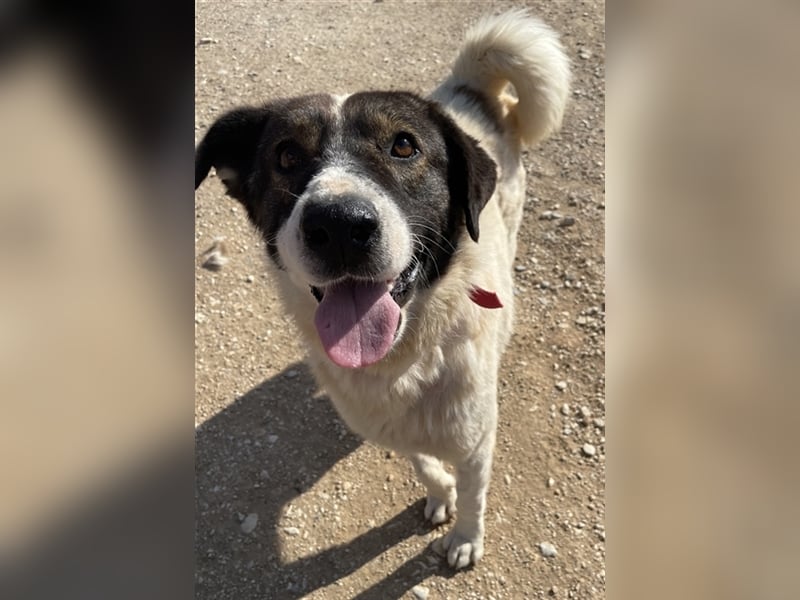 Dakis, geb. ca. 02/2018, lebt in GRIECHENLAND, auf einem Gelände, auf dem die Hunde notdürftig verso