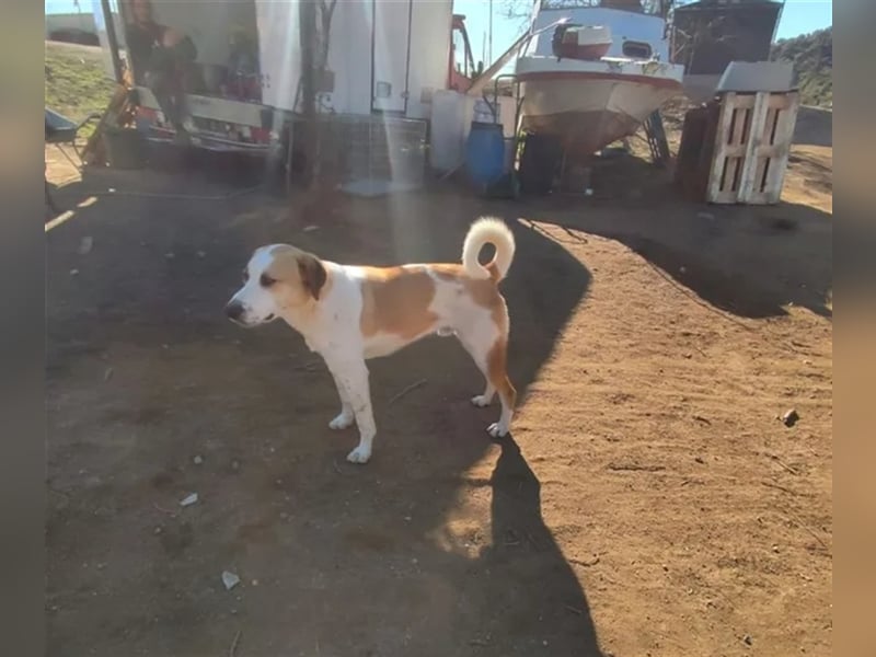 Heinrich, ein stolzer Grieche mit Charakter sucht Seinesgleichen auf zwei Beinen!