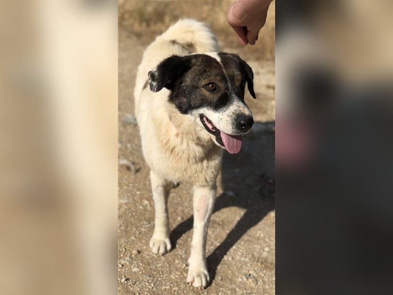 Dakis, geb. ca. 02/2018, lebt in GRIECHENLAND, auf einem Gelände, auf dem die Hunde notdürftig verso