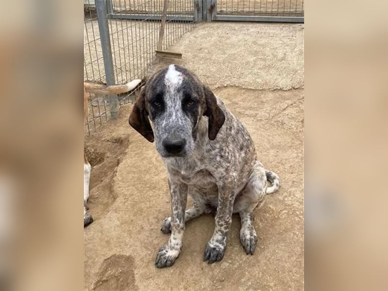 Balzac, sanfter Riese sucht tolle Familie!