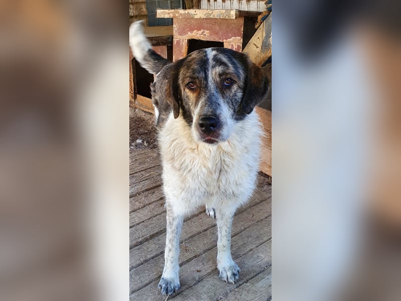 Humphrey  (Santuhalm-Shelter Rumänien)