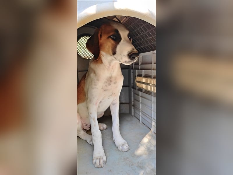 Heinrich, ein stolzer Grieche mit Charakter sucht Seinesgleichen auf zwei Beinen!