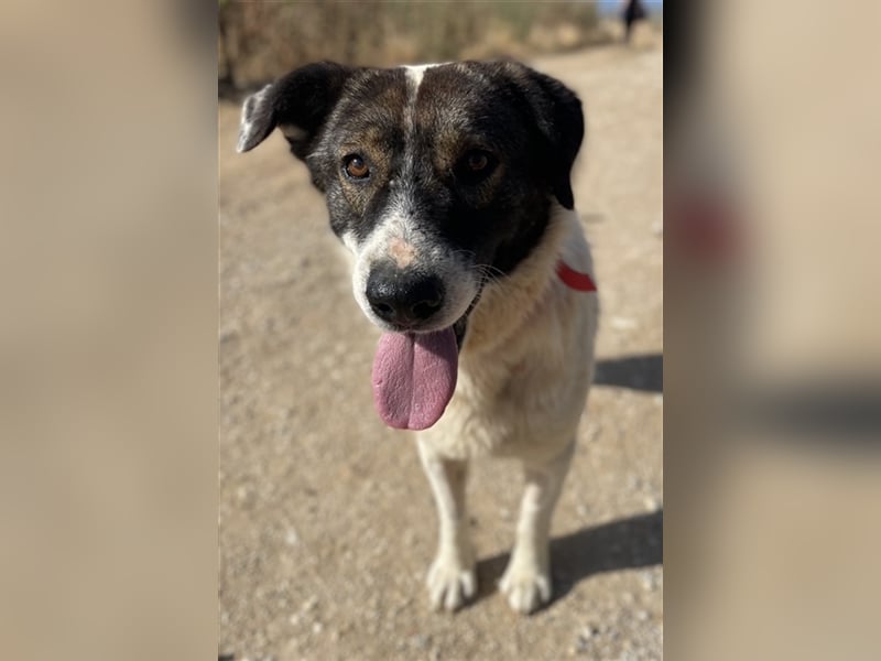 Dakis, geb. ca. 02/2018, lebt in GRIECHENLAND, auf einem Gelände, auf dem die Hunde notdürftig verso