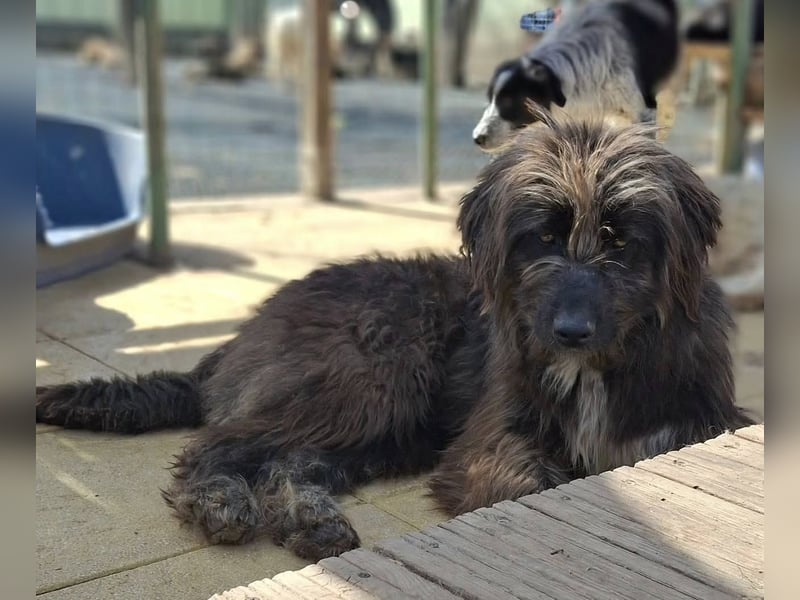 Sascha