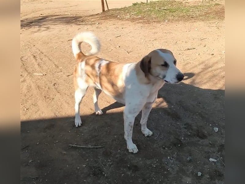 Heinrich, ein stolzer Grieche mit Charakter sucht Seinesgleichen auf zwei Beinen!