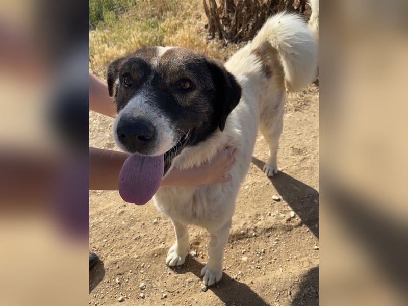 Dakis, geb. ca. 02/2018, lebt in GRIECHENLAND, auf einem Gelände, auf dem die Hunde notdürftig verso