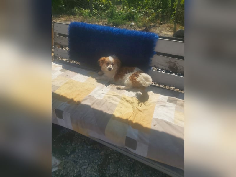 Toto  *auf Pflegestelle in 86850 Fischach*