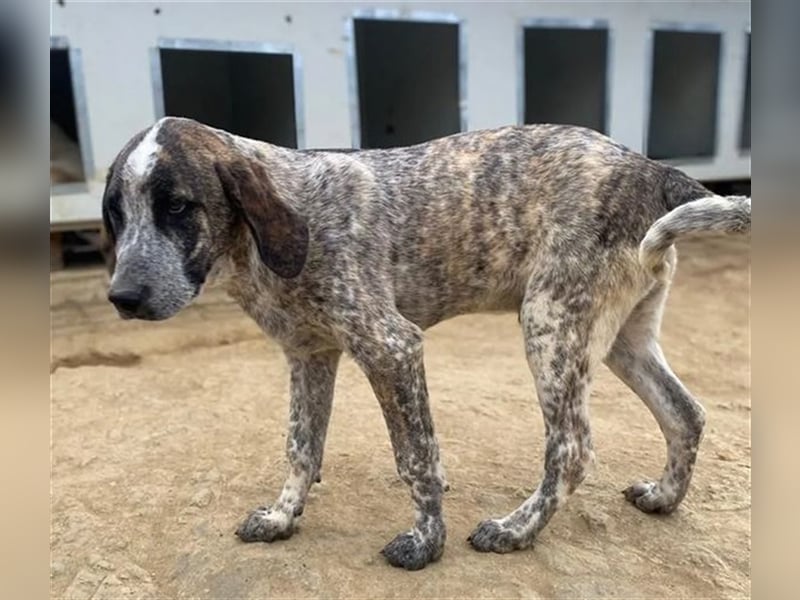 Balzac, sanfter Riese sucht tolle Familie!