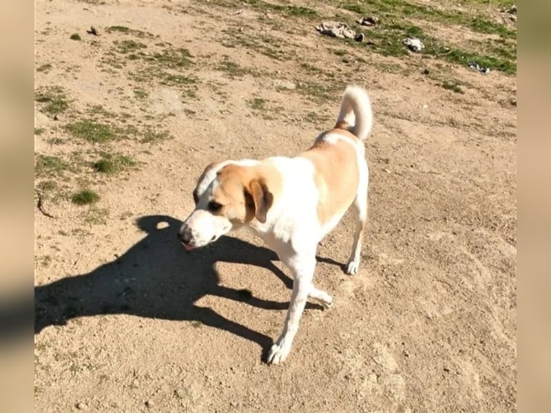 Heinrich, ein stolzer Grieche mit Charakter sucht Seinesgleichen auf zwei Beinen!
