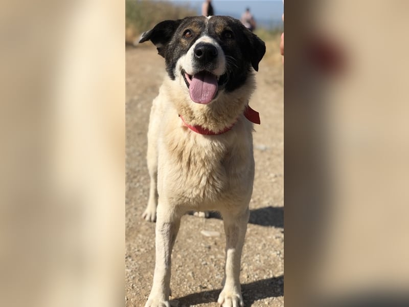 Dakis, geb. ca. 02/2018, lebt in GRIECHENLAND, auf einem Gelände, auf dem die Hunde notdürftig verso