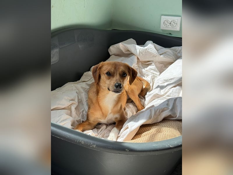 ♥PUMUCKL♥ auf Pflegestelle in Köln - zuckersüßer, sanfter, noch etwas unsicherer Junghund 41 cm