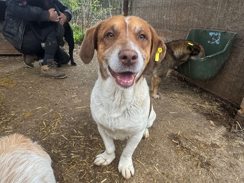 ♥JOSHI♥ entzückender, verschmuster und sanfter kleiner Rüde, der an einen Beagle erinnert 36 cm