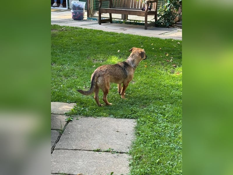 ♥NOAH♥ auf Pflegestelle bei Köln - süßer, lieber, kleiner, noch etwas vorsichtiger Junior 37 cm