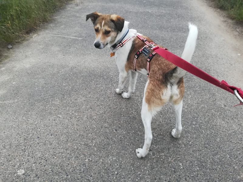 ♥JUPPI♥ auf Pflegestelle in Köln -wunderschöner, aufgeschlossener, unkomplizierter aktiver Rüde 44cm