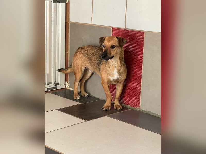 ♥NOAH♥ auf Pflegestelle bei Köln - süßer, lieber, kleiner, noch etwas vorsichtiger Junior 37 cm